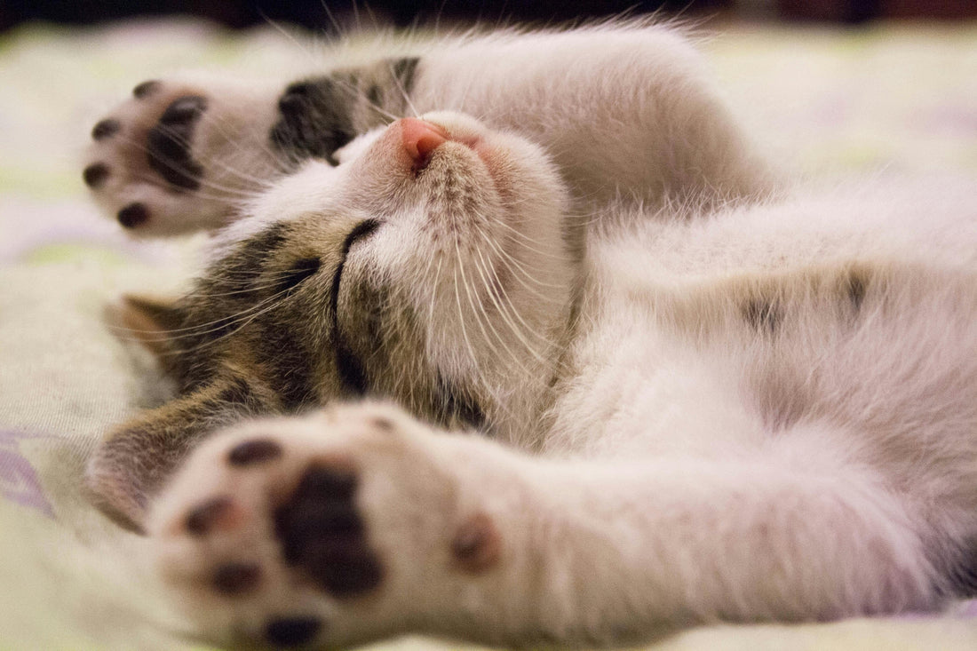 Why Do Cats Crave sleep?