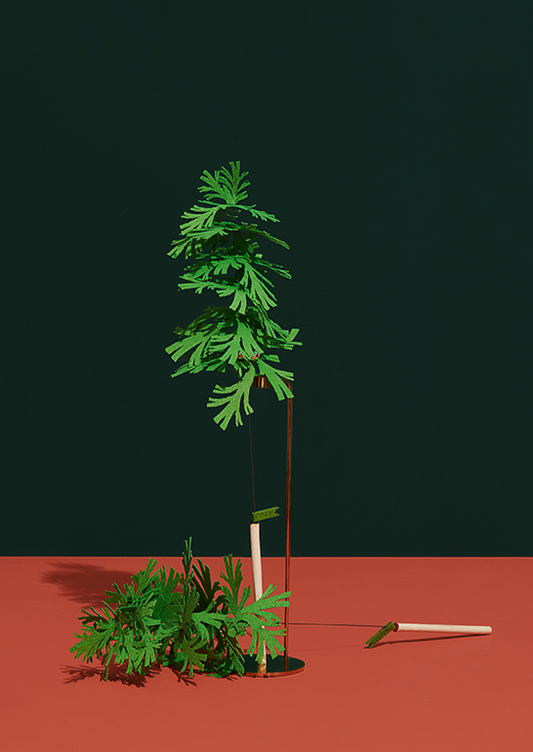 Blooming Cat Teaser - Green Umbrella Pine