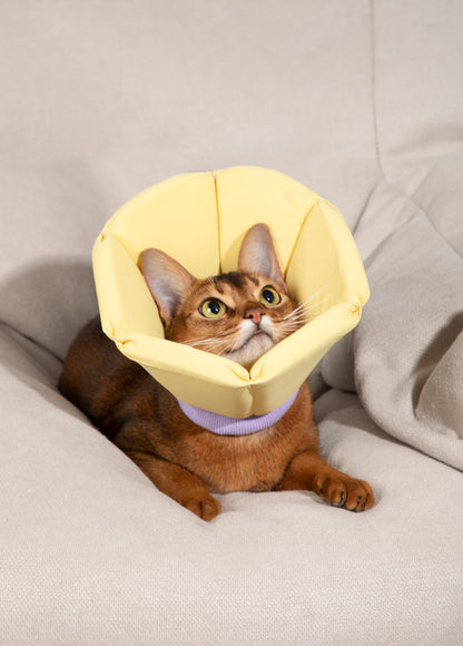 Cone Collar in Yellow