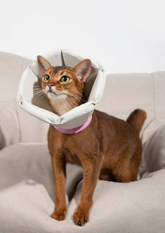 Cone Collar in Light Grey