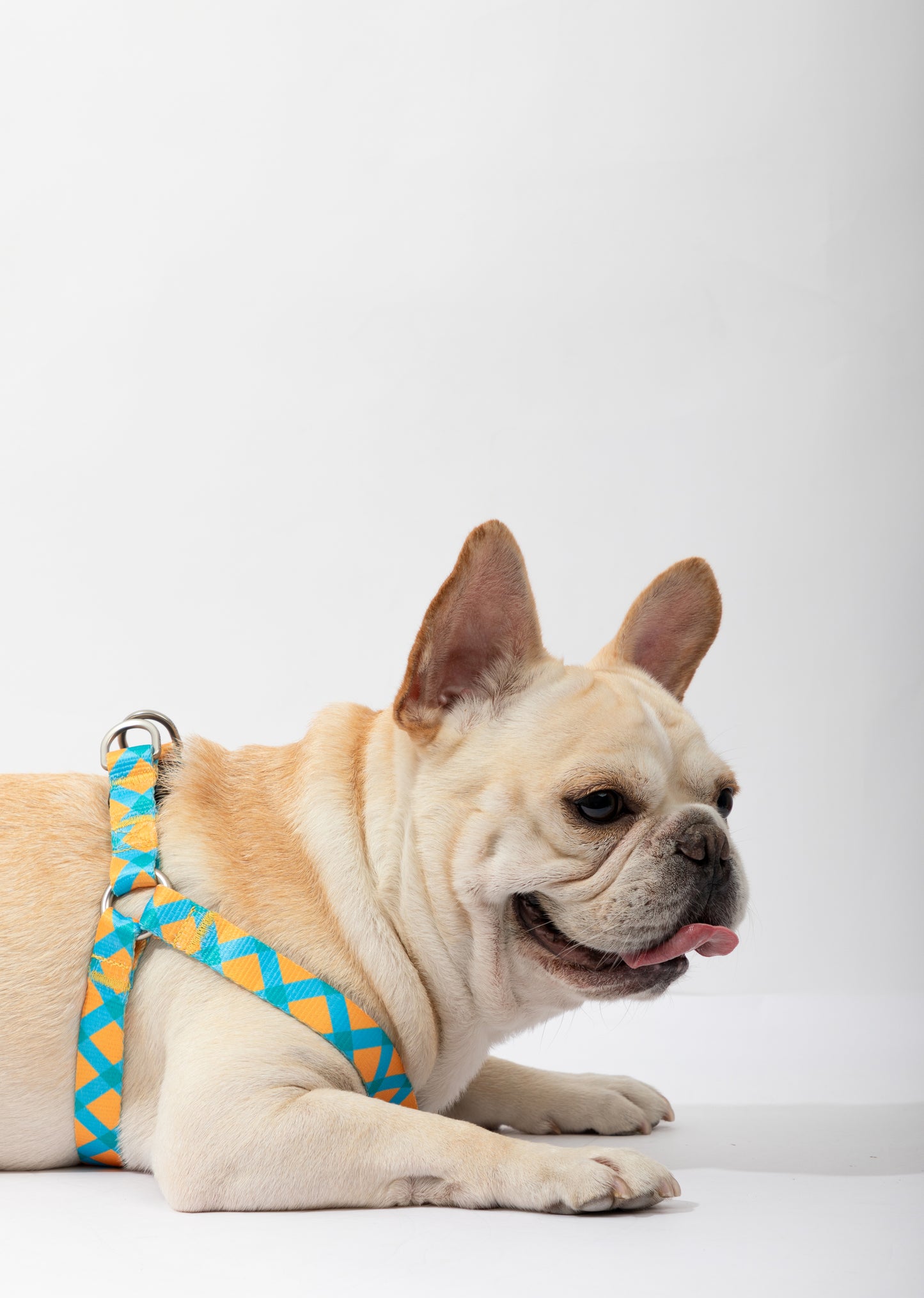 Colourful Harness & Leash Set