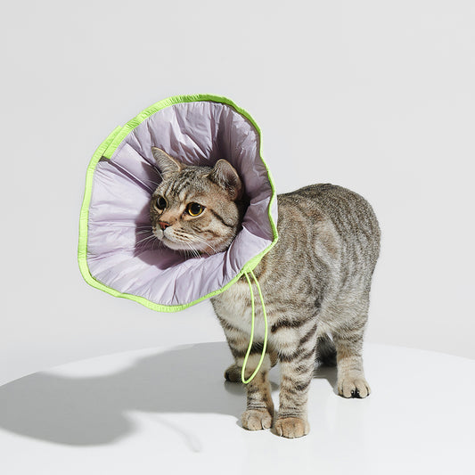 Protective Cone Collars in Lilac