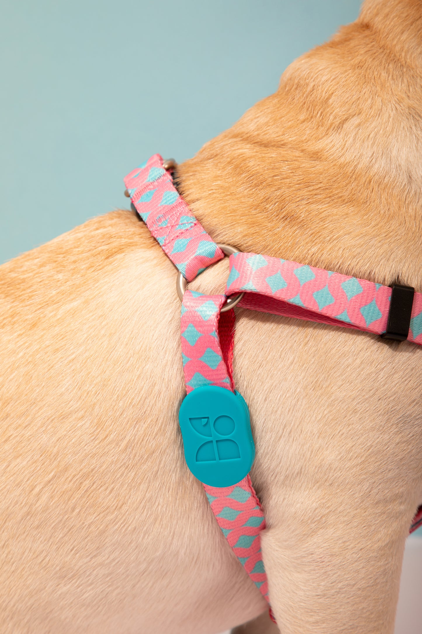 Colourful Harness & Leash Set